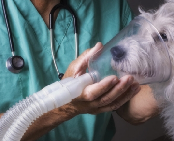 Application of field oxygen generator in veterinary clinic
