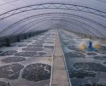 Practical experience in the application of aeration (dissolved oxygen) in shrimp culture